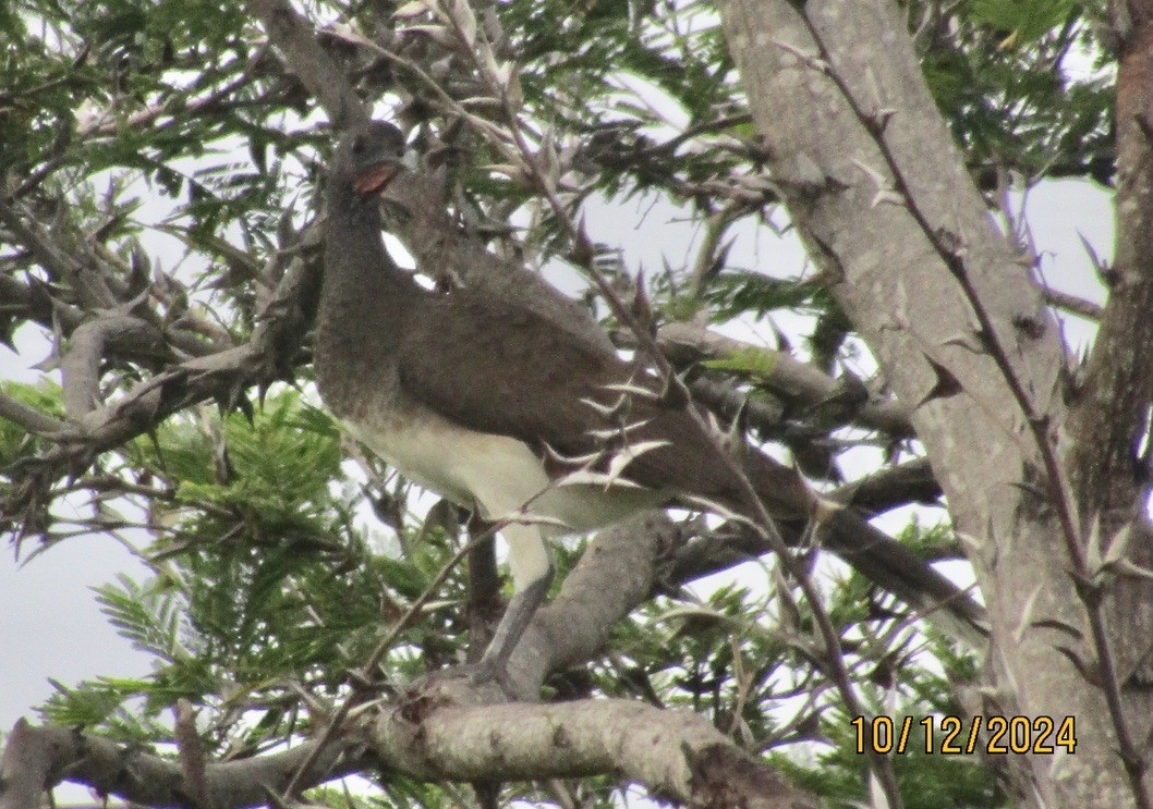 White-bellied Chachalaca - ML625122912