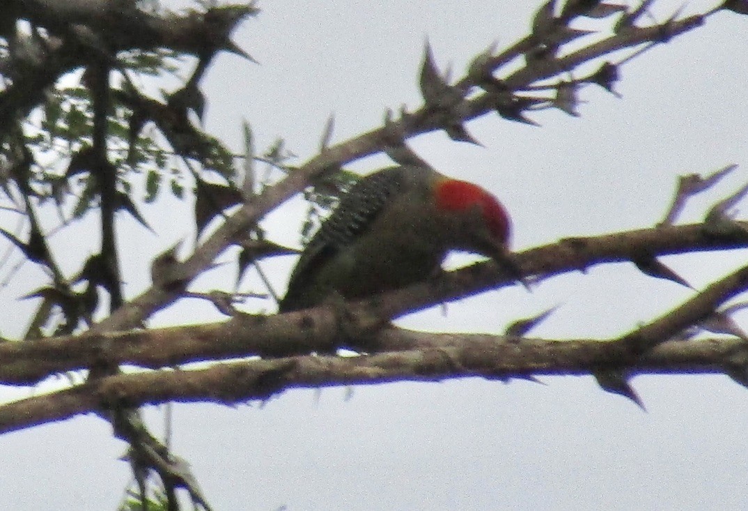 Golden-fronted Woodpecker - ML625122918