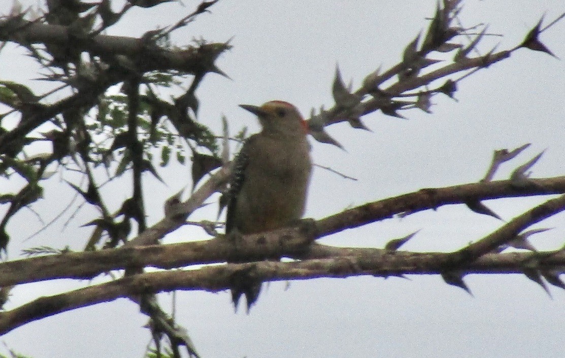 Golden-fronted Woodpecker - ML625122919