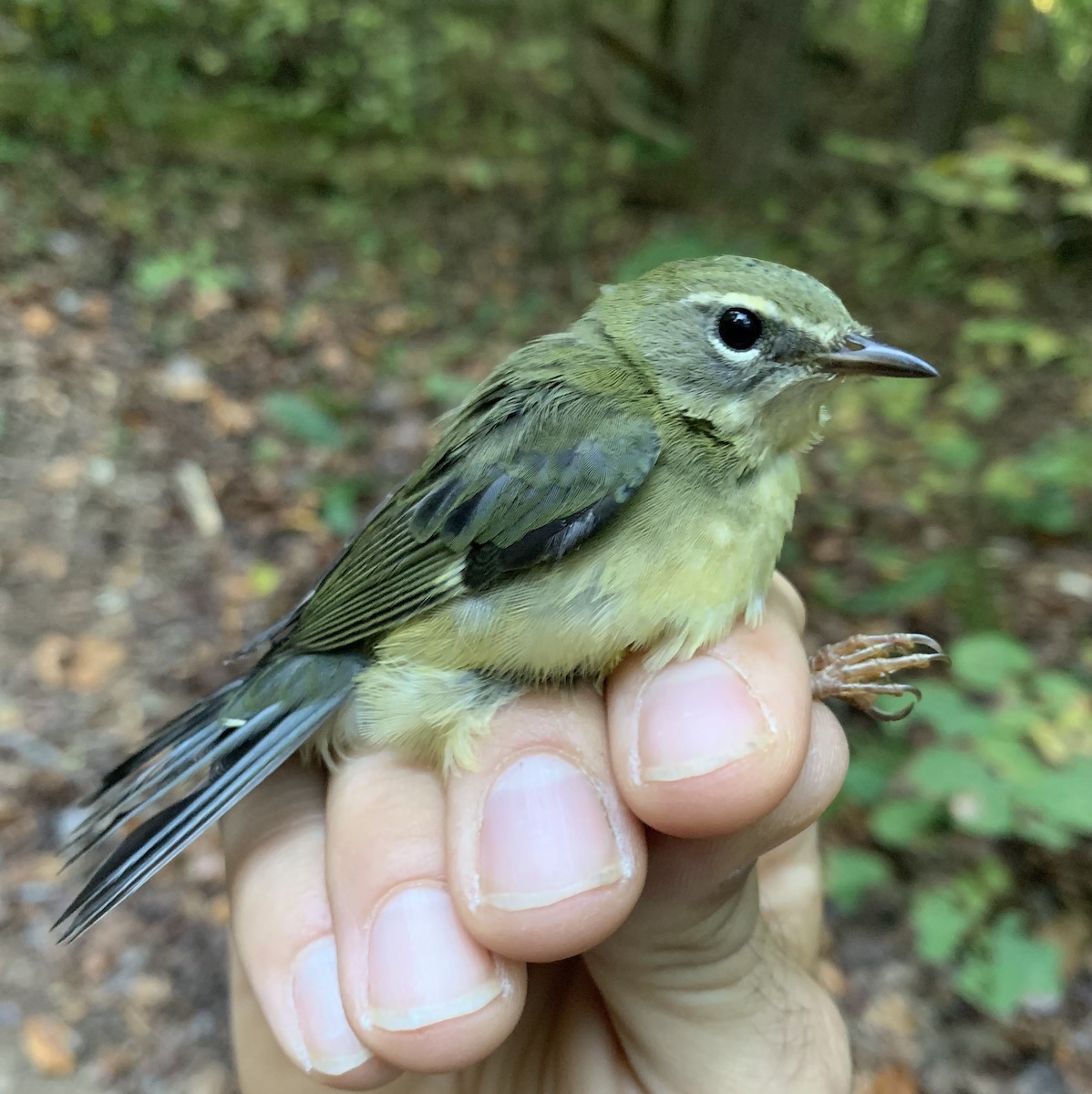 Black-throated Blue Warbler - ML625122977