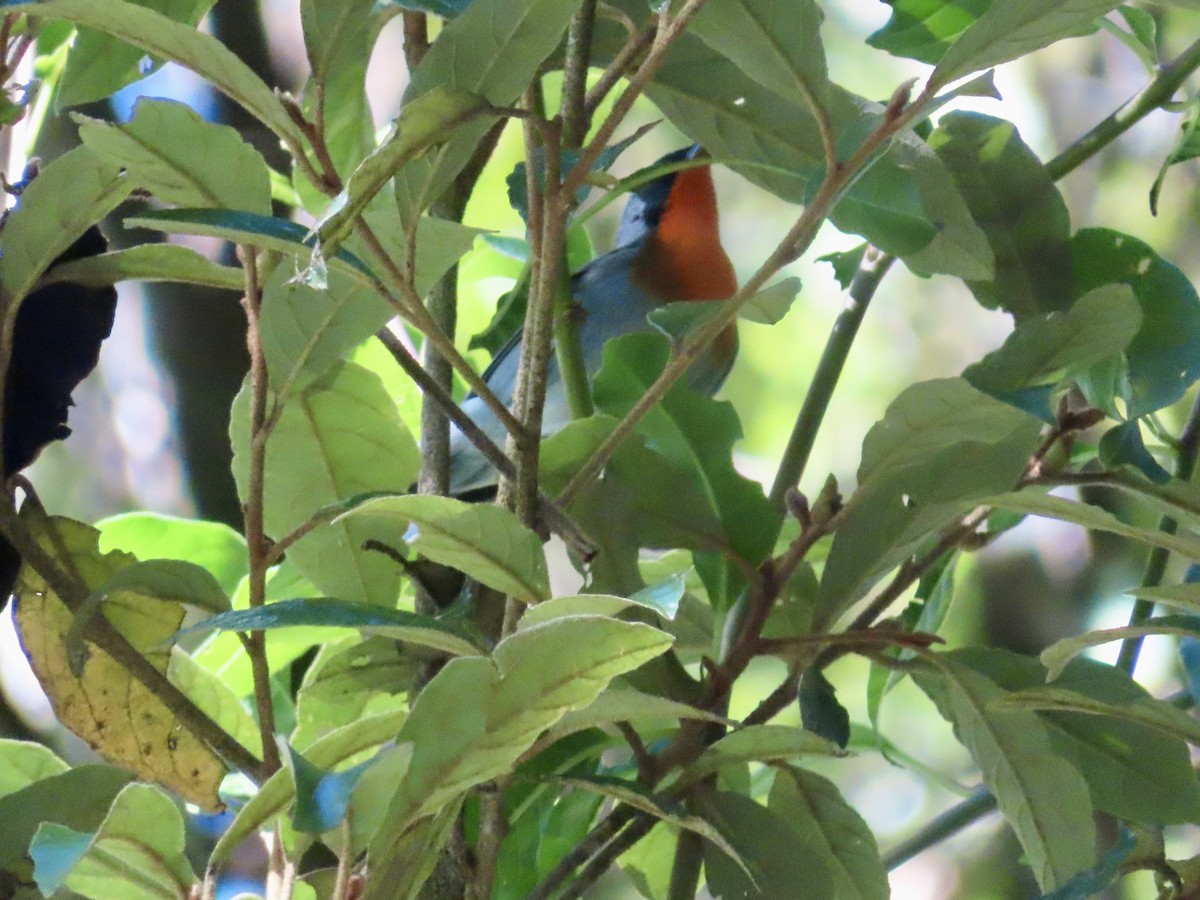 Flame-throated Warbler - Stephanie Parker