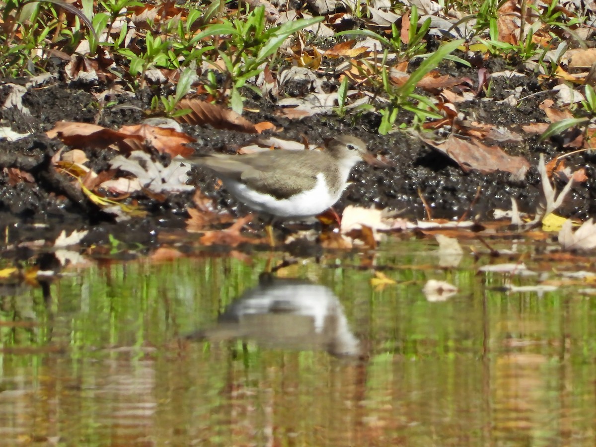 Spotted Sandpiper - ML625123145