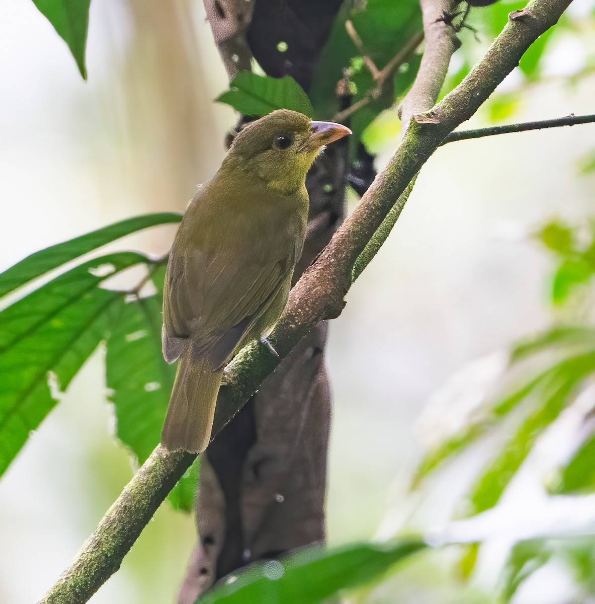 Yellow-lored Tanager - ML625123160