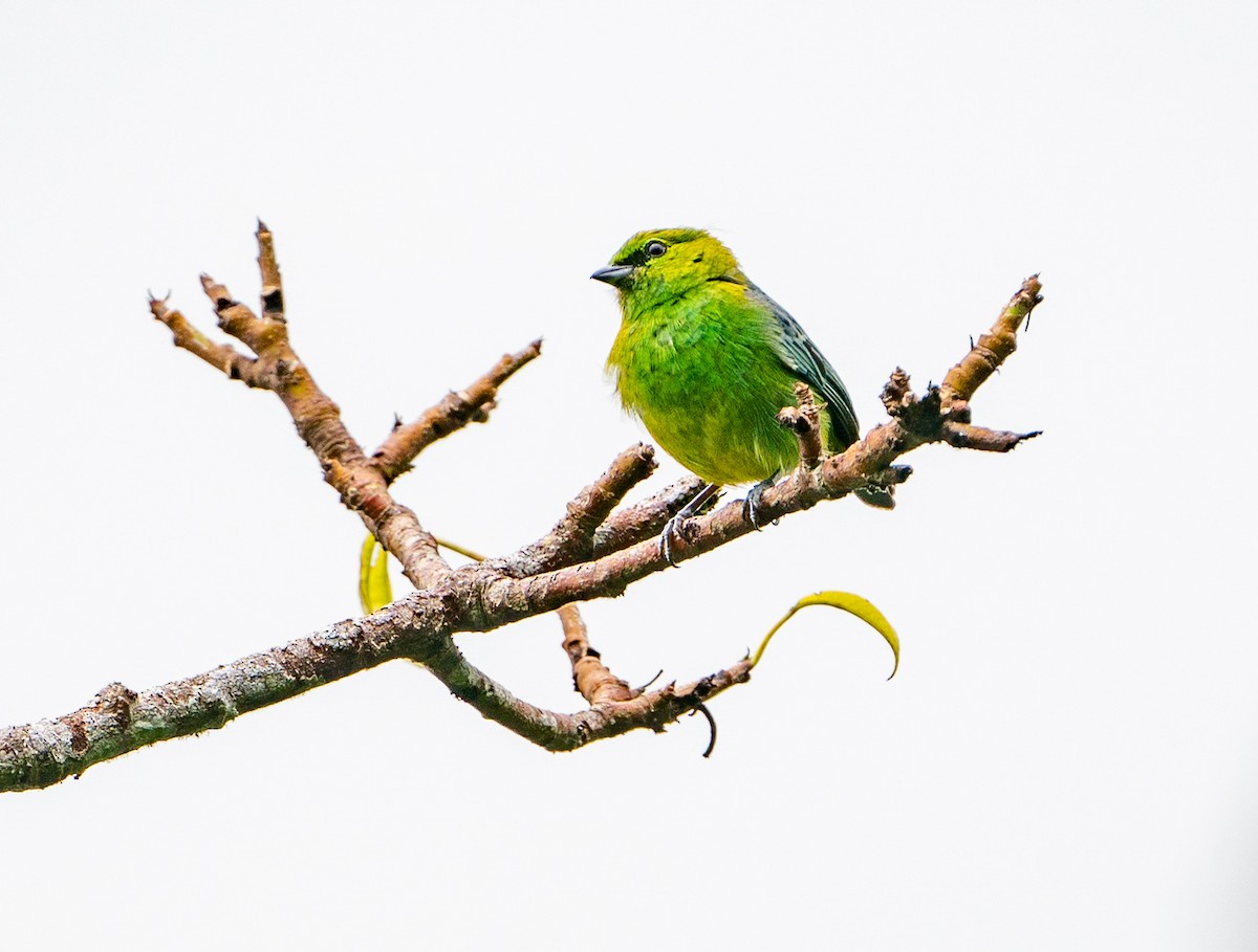 Dotted Tanager - ML625123167