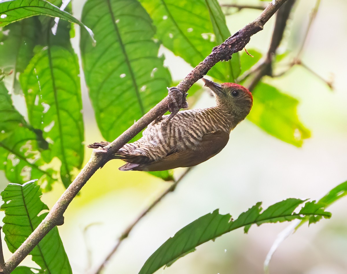 Red-stained Woodpecker - ML625123213