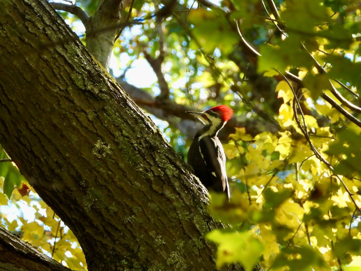 Pileated Woodpecker - ML625123251