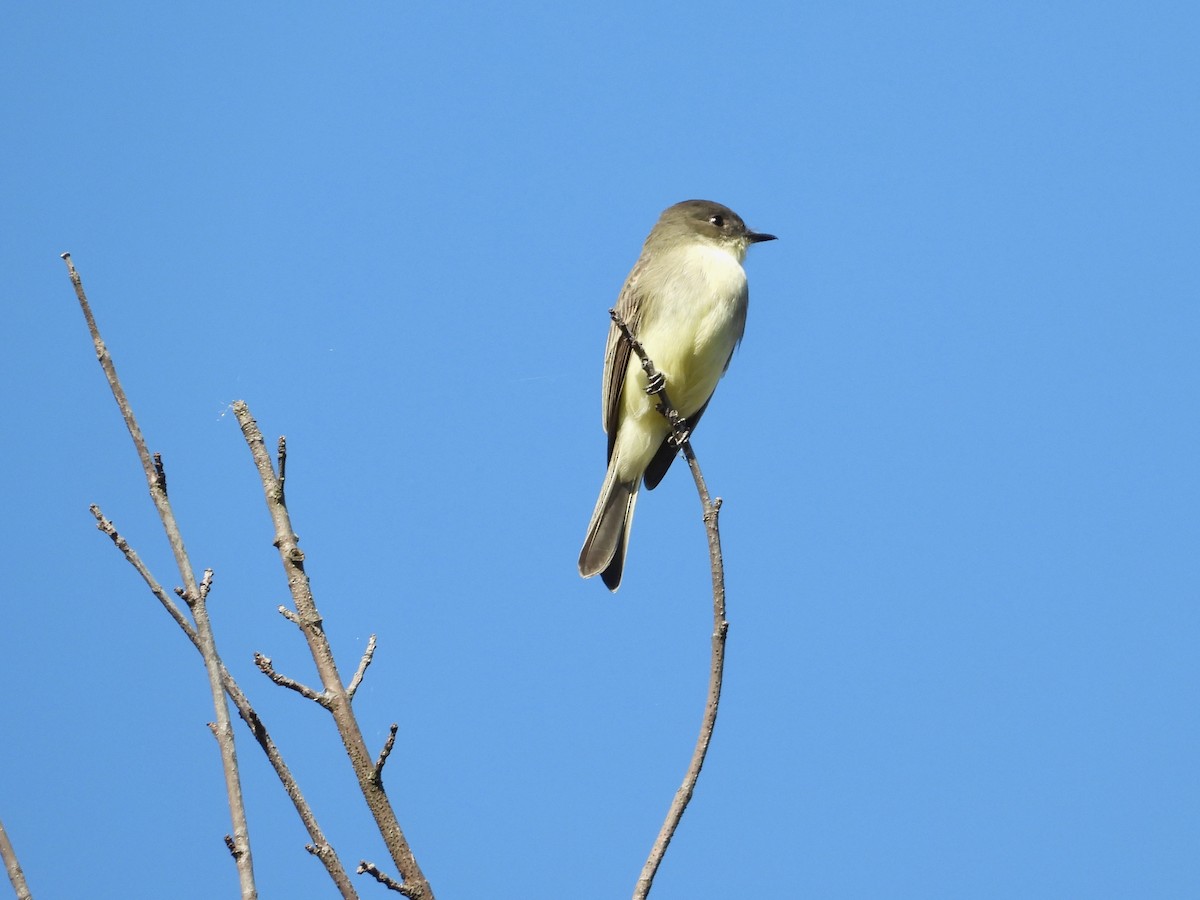 Eastern Phoebe - ML625123252