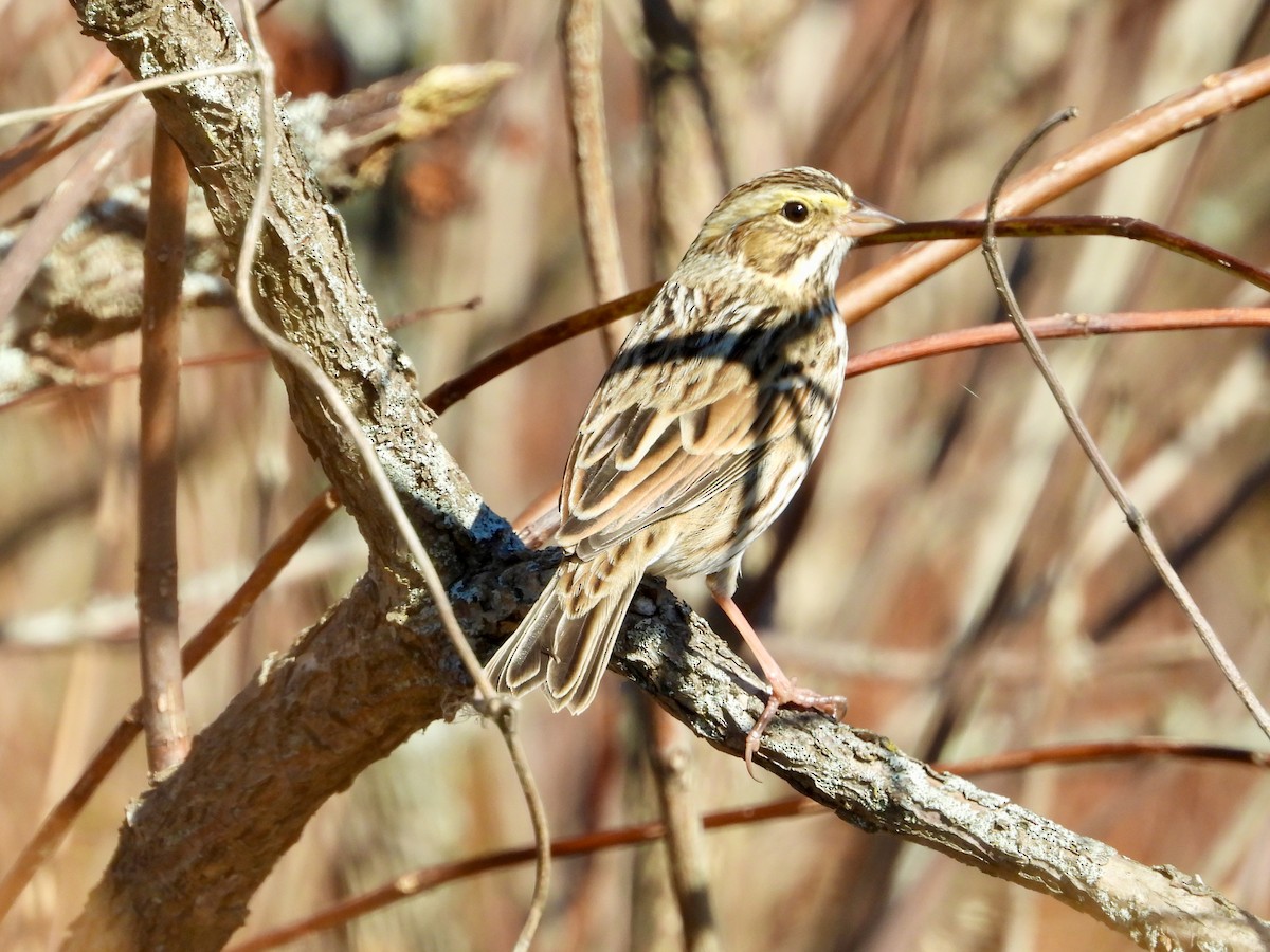 Savannah Sparrow - ML625123255