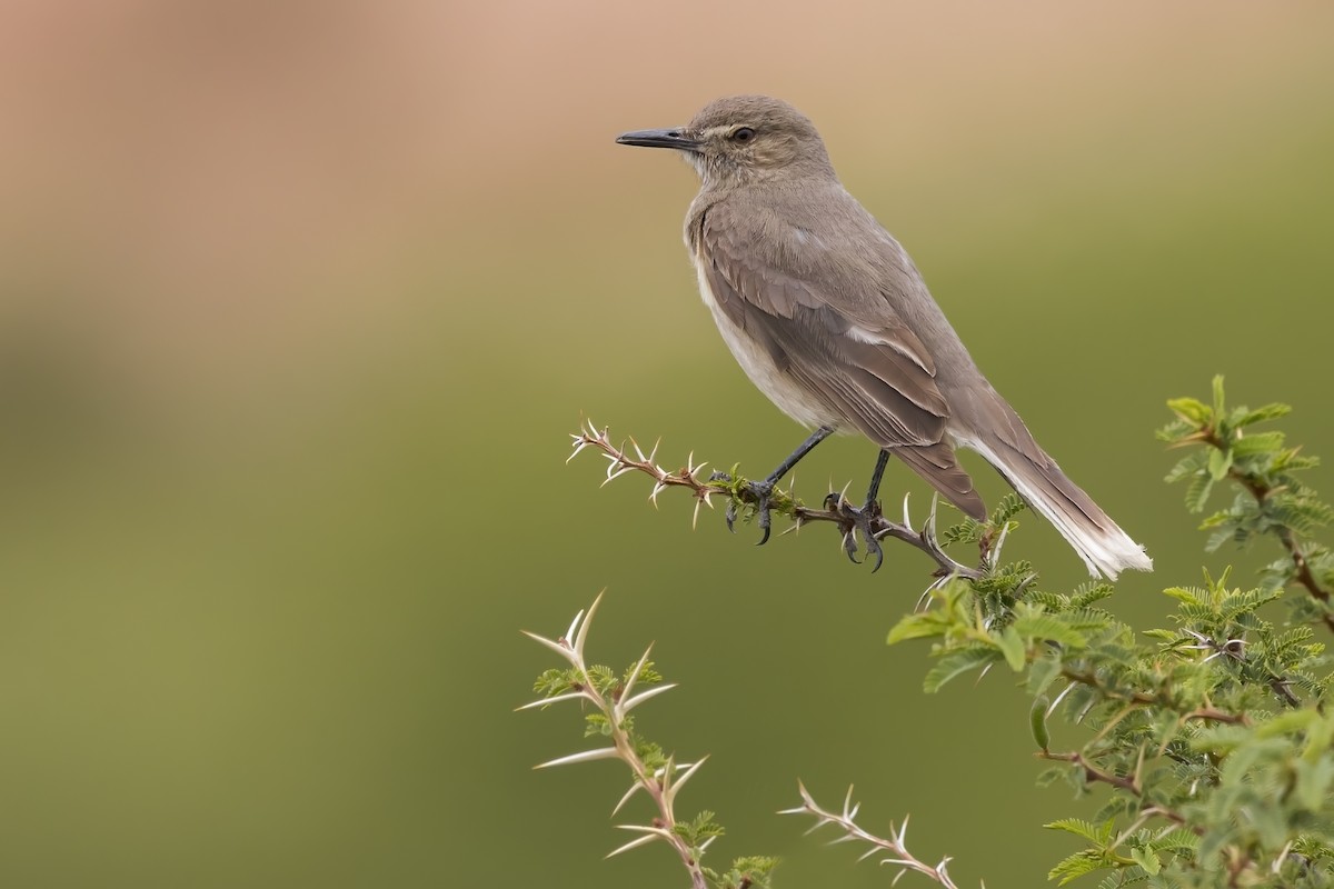 Black-billed Shrike-Tyrant - ML625123267