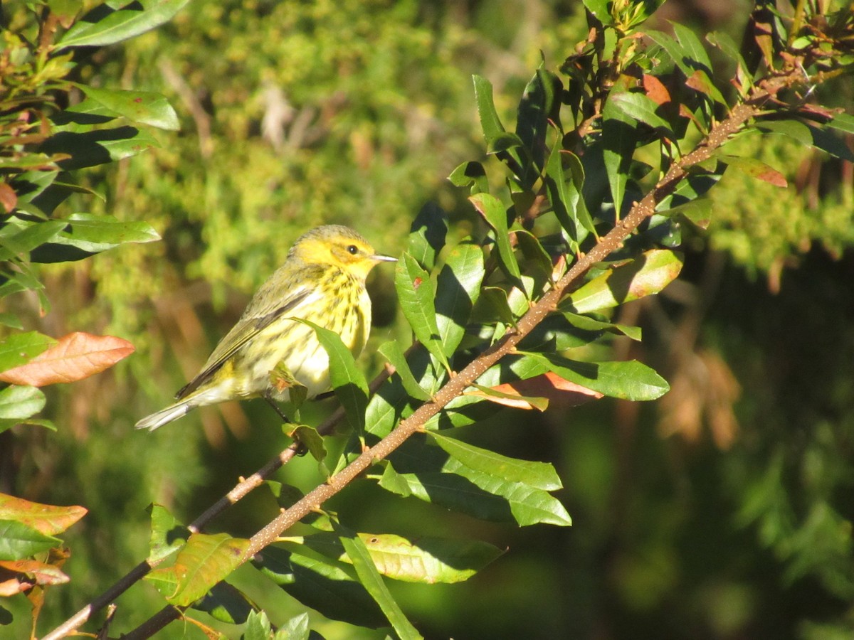 Cape May Warbler - ML625123314