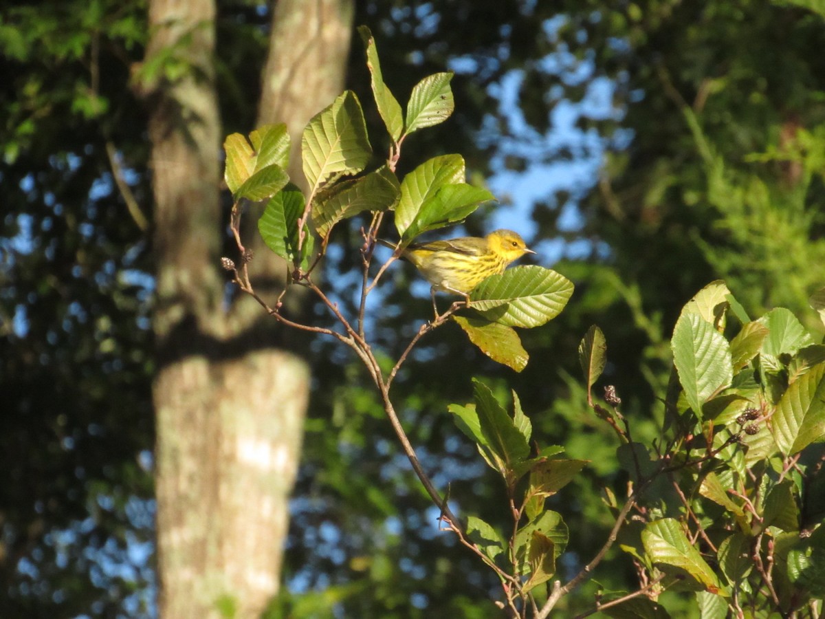 Cape May Warbler - ML625123315