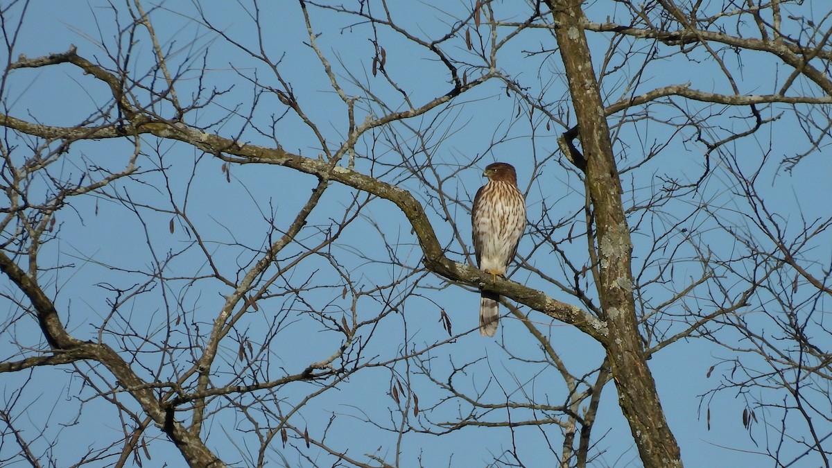 Cooper's Hawk - ML625123405