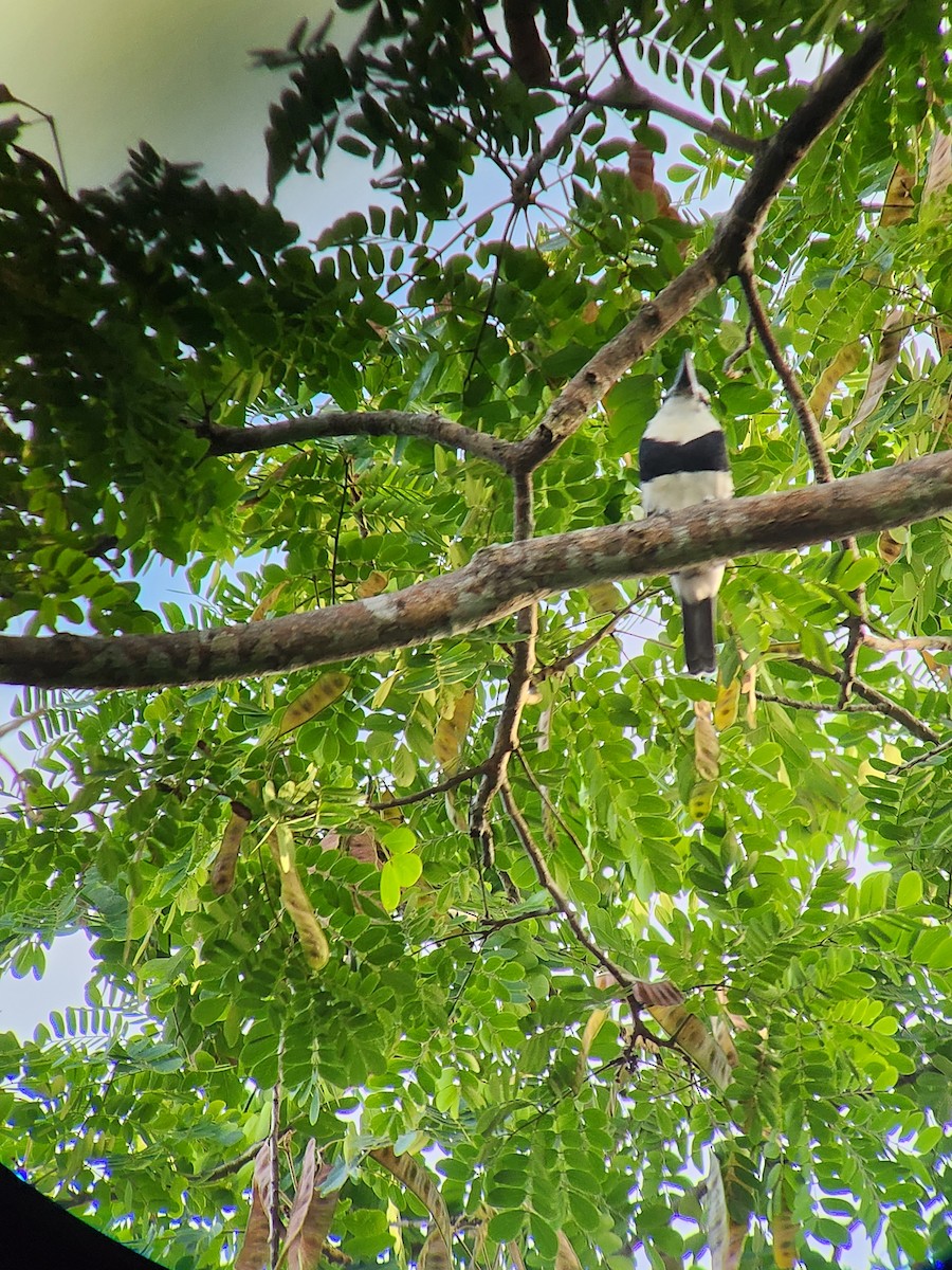 White-necked Puffbird - ML625123436