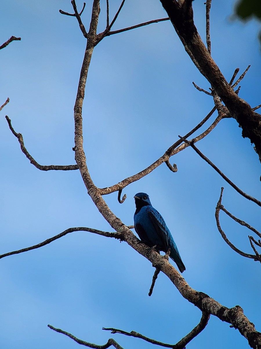 Blue Cotinga - ML625123443