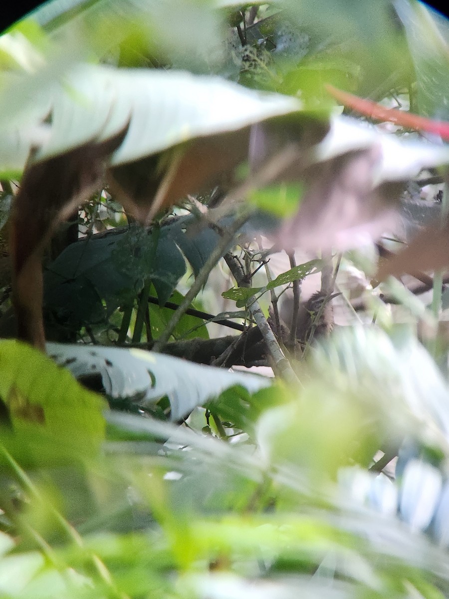 Buff-breasted Wren - ML625123454