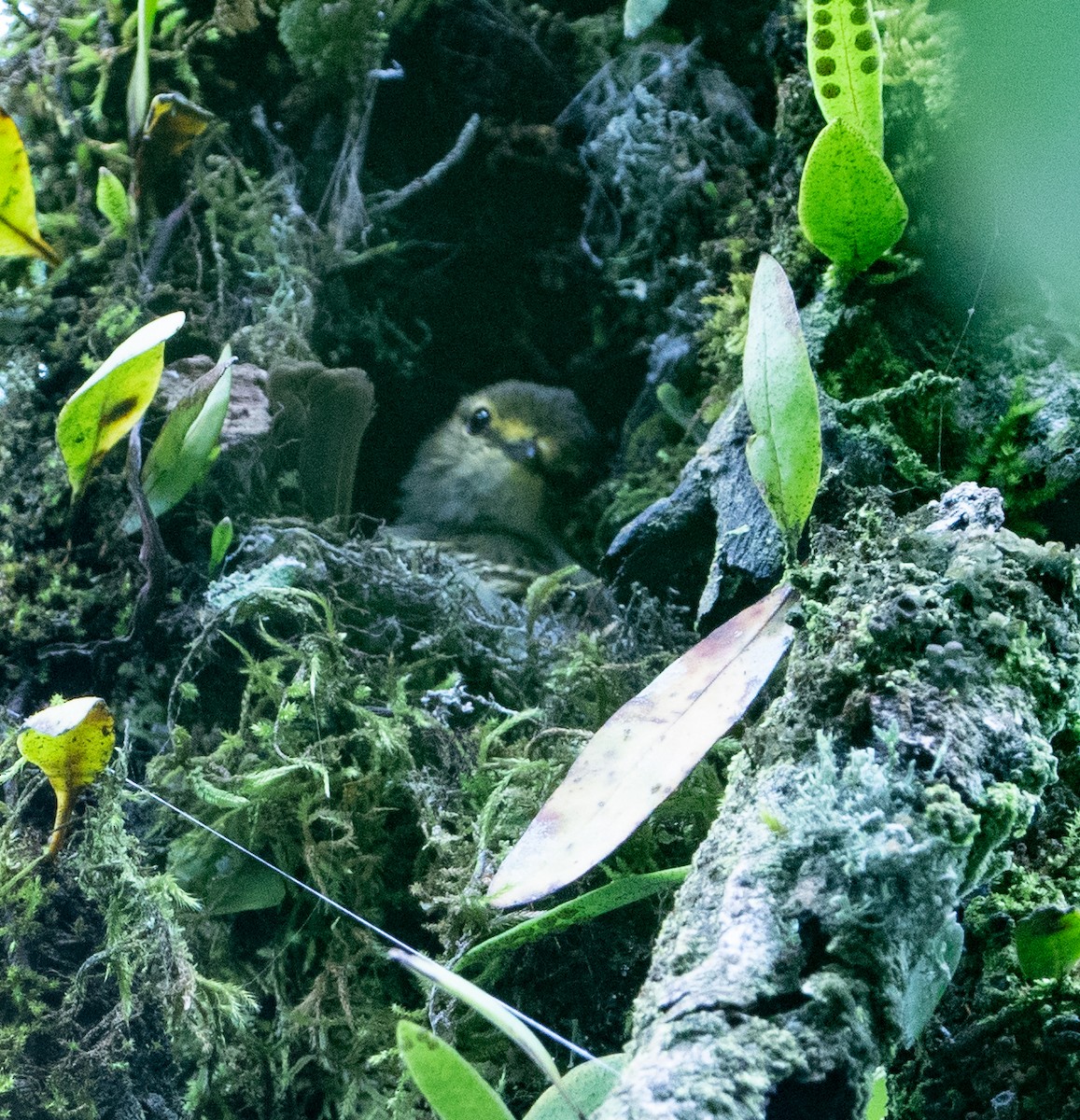 Peruvian Tyrannulet - ML625123466