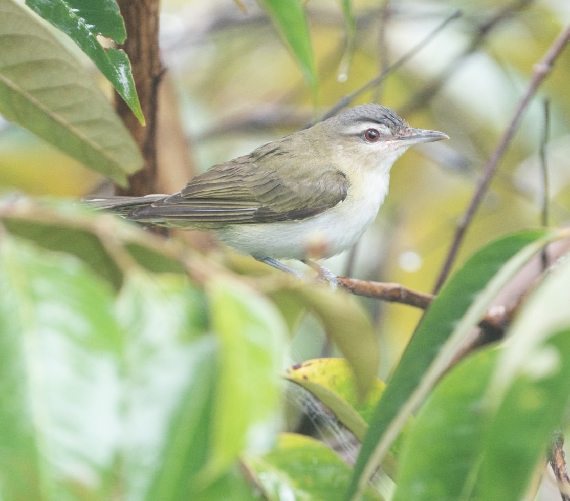 Red-eyed Vireo - ML625123489