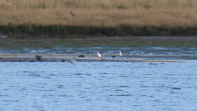 Laughing Gull - ML625123518