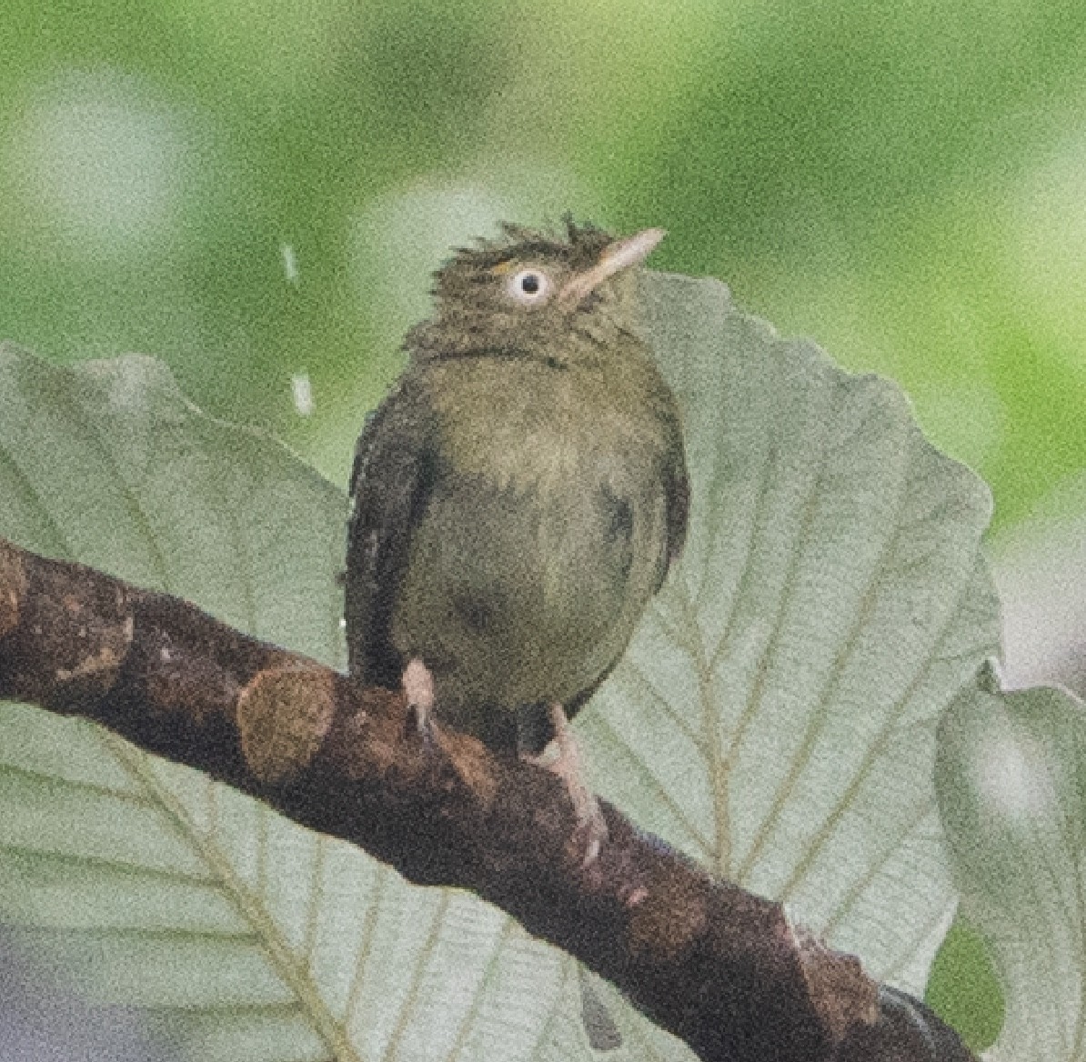 Golden-headed Manakin - ML625123528