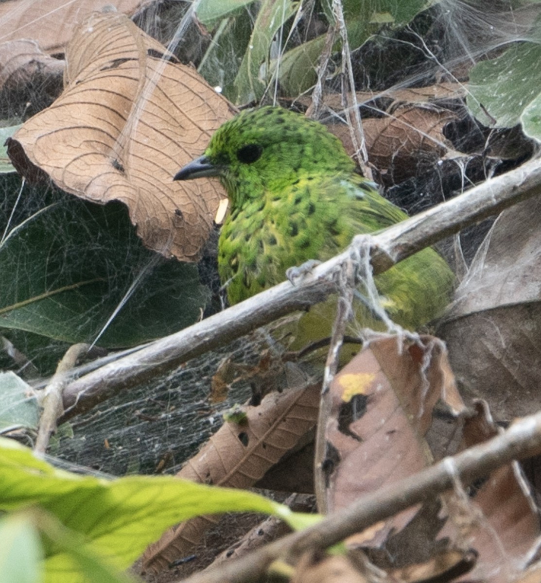 Yellow-bellied Tanager - ML625123549