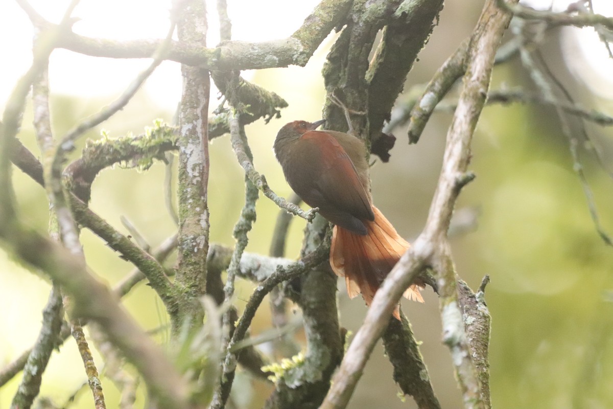 Red-faced Spinetail - ML625123622