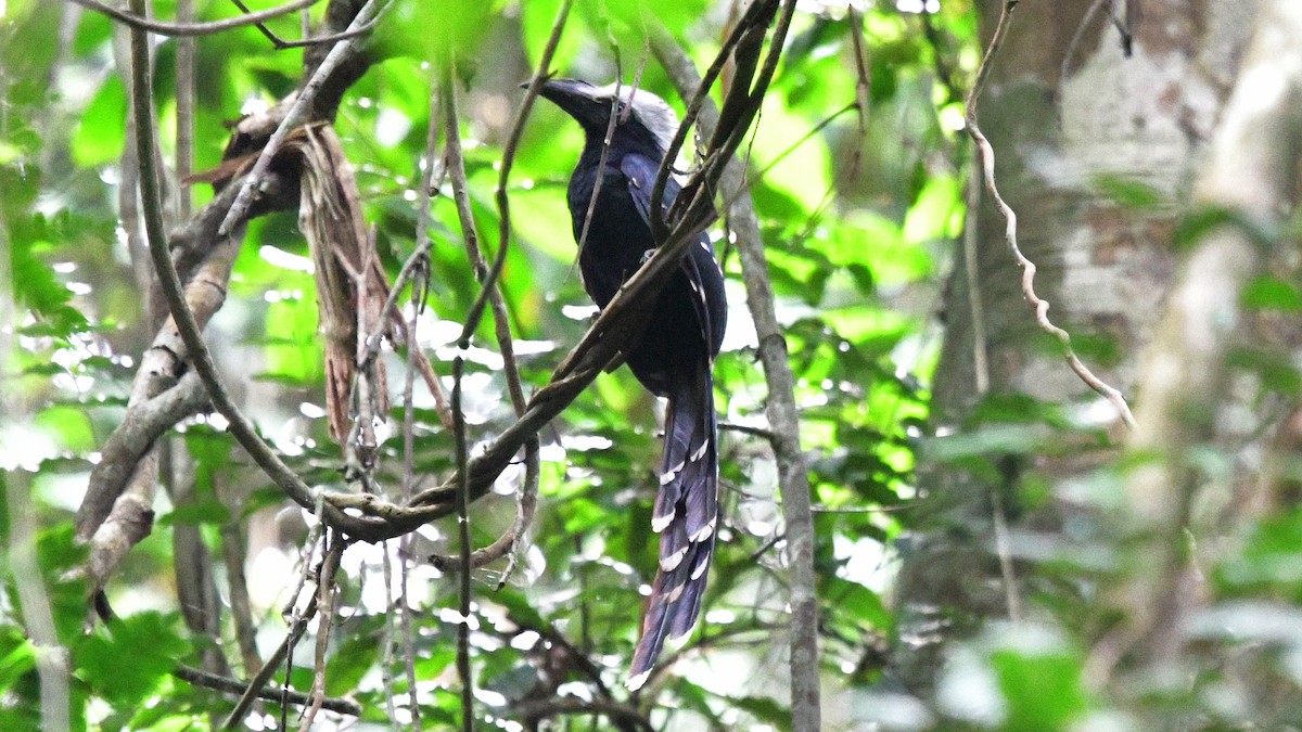 Eastern Long-tailed Hornbill - ML625123659
