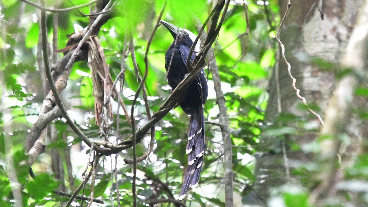 Eastern Long-tailed Hornbill - ML625123666