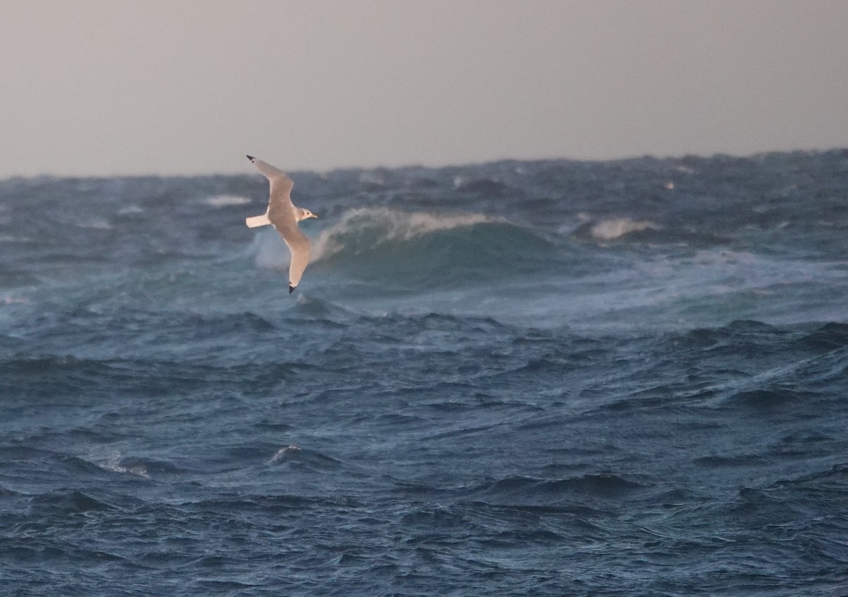 Black-legged Kittiwake - Timothy Spahr