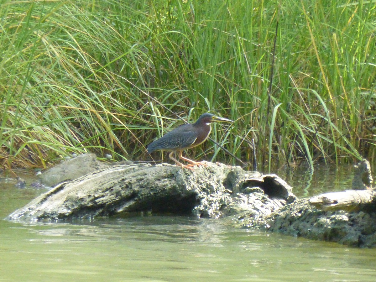 Green Heron - ML62512371