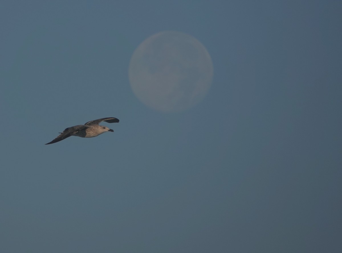 Great Black-backed Gull - Timothy Spahr