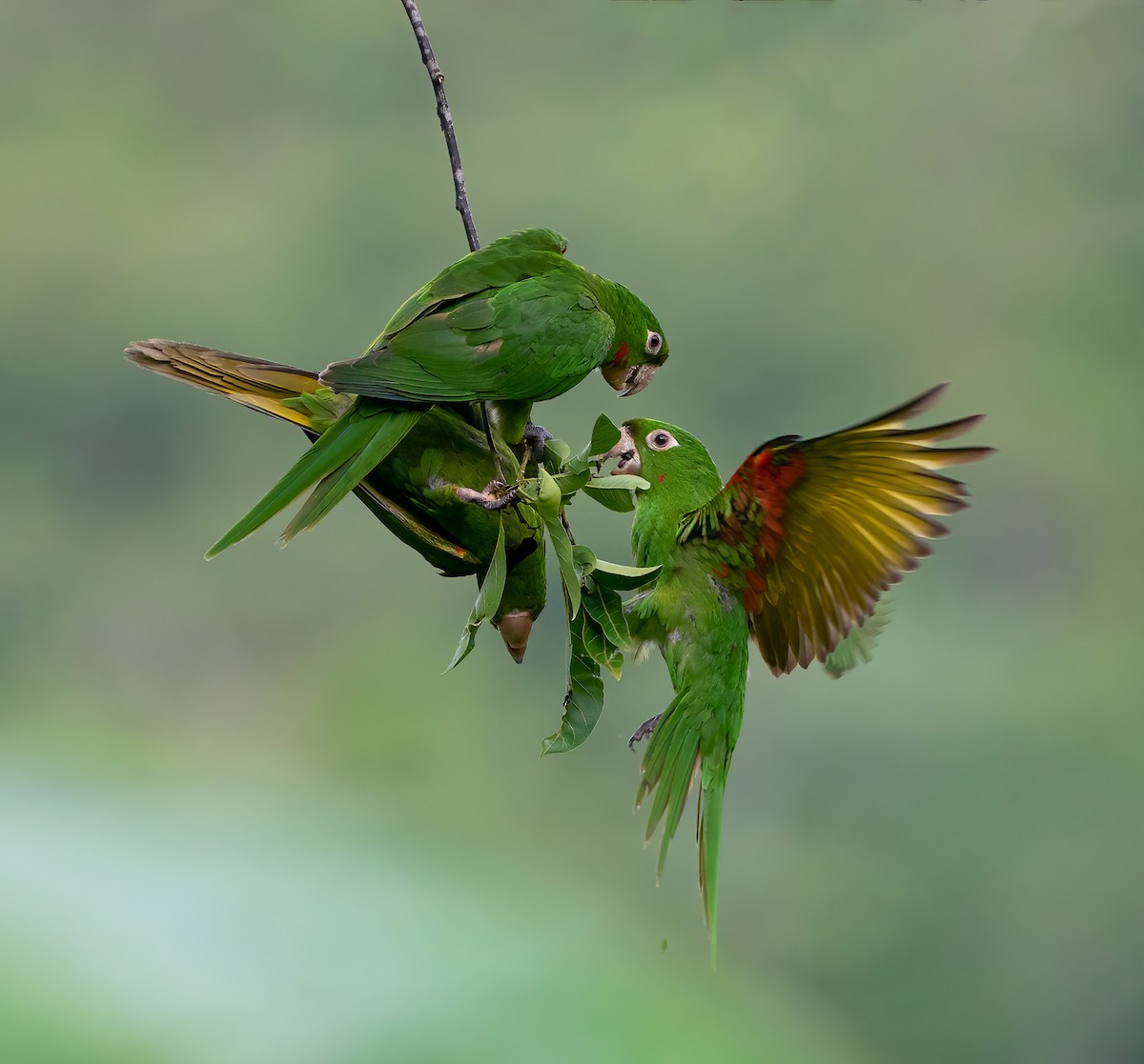 White-eyed Parakeet - ML625123806