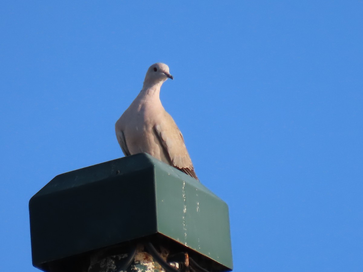 Eurasian Collared-Dove - ML625123845