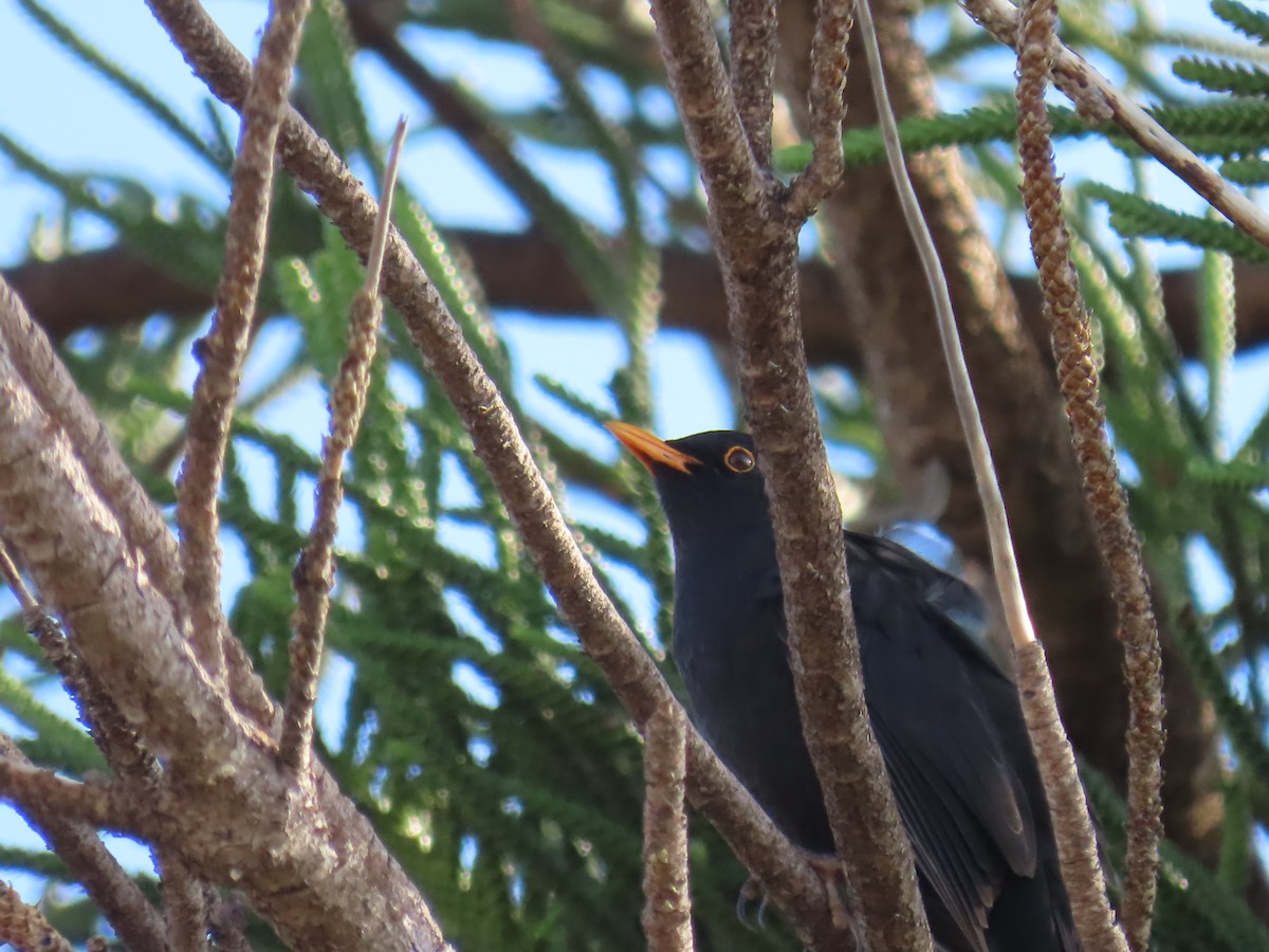 Eurasian Blackbird - ML625123917