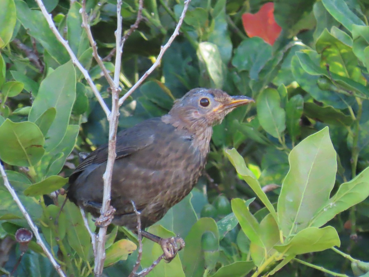 Eurasian Blackbird - ML625123918