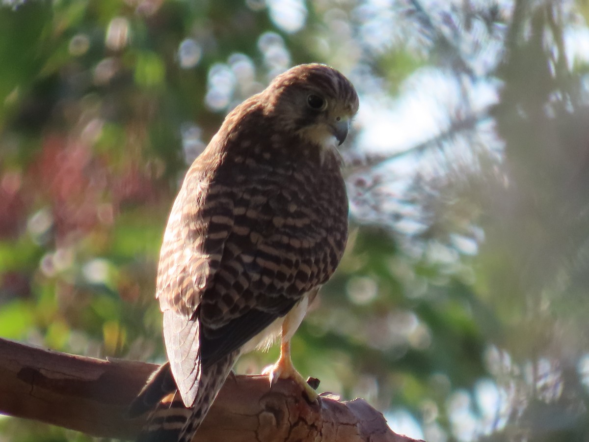 Eurasian Kestrel - ML625123928