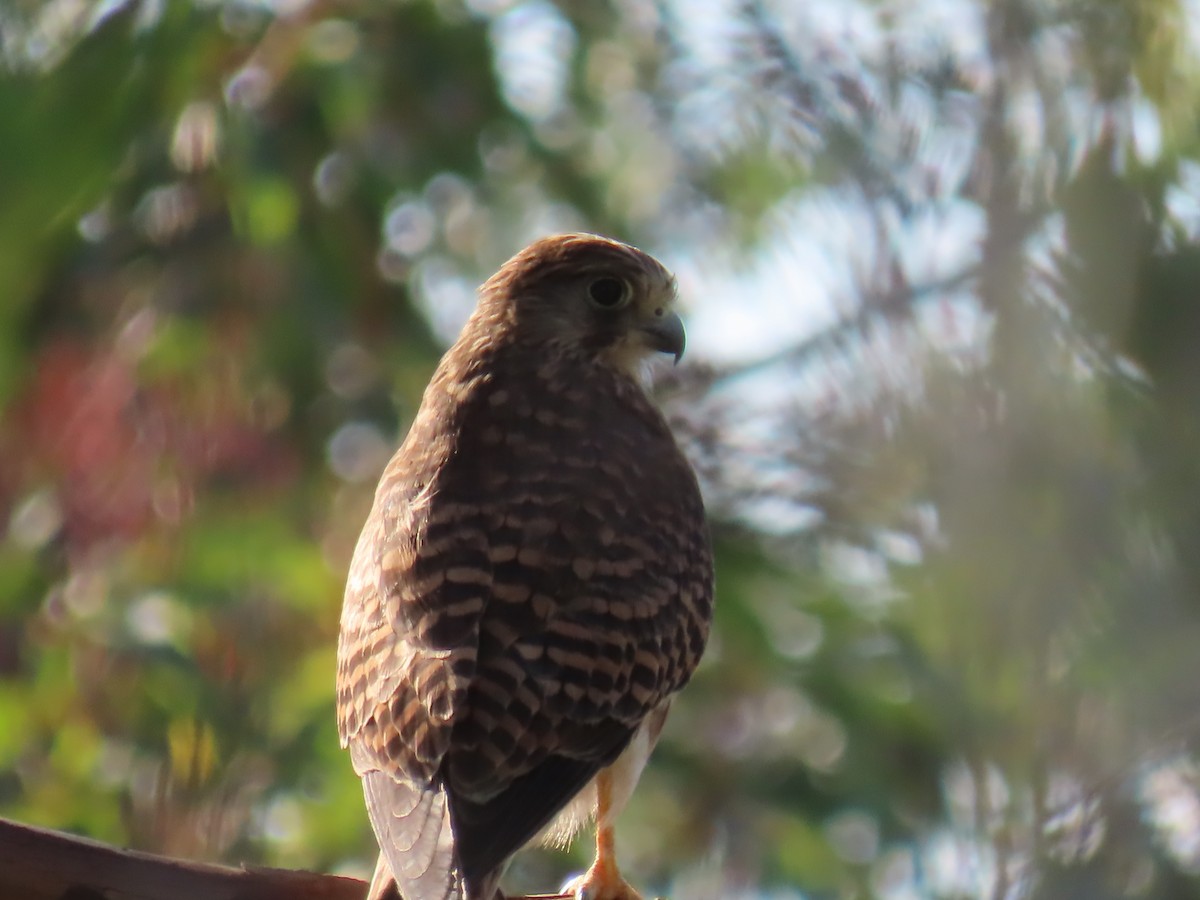 Eurasian Kestrel - ML625123933