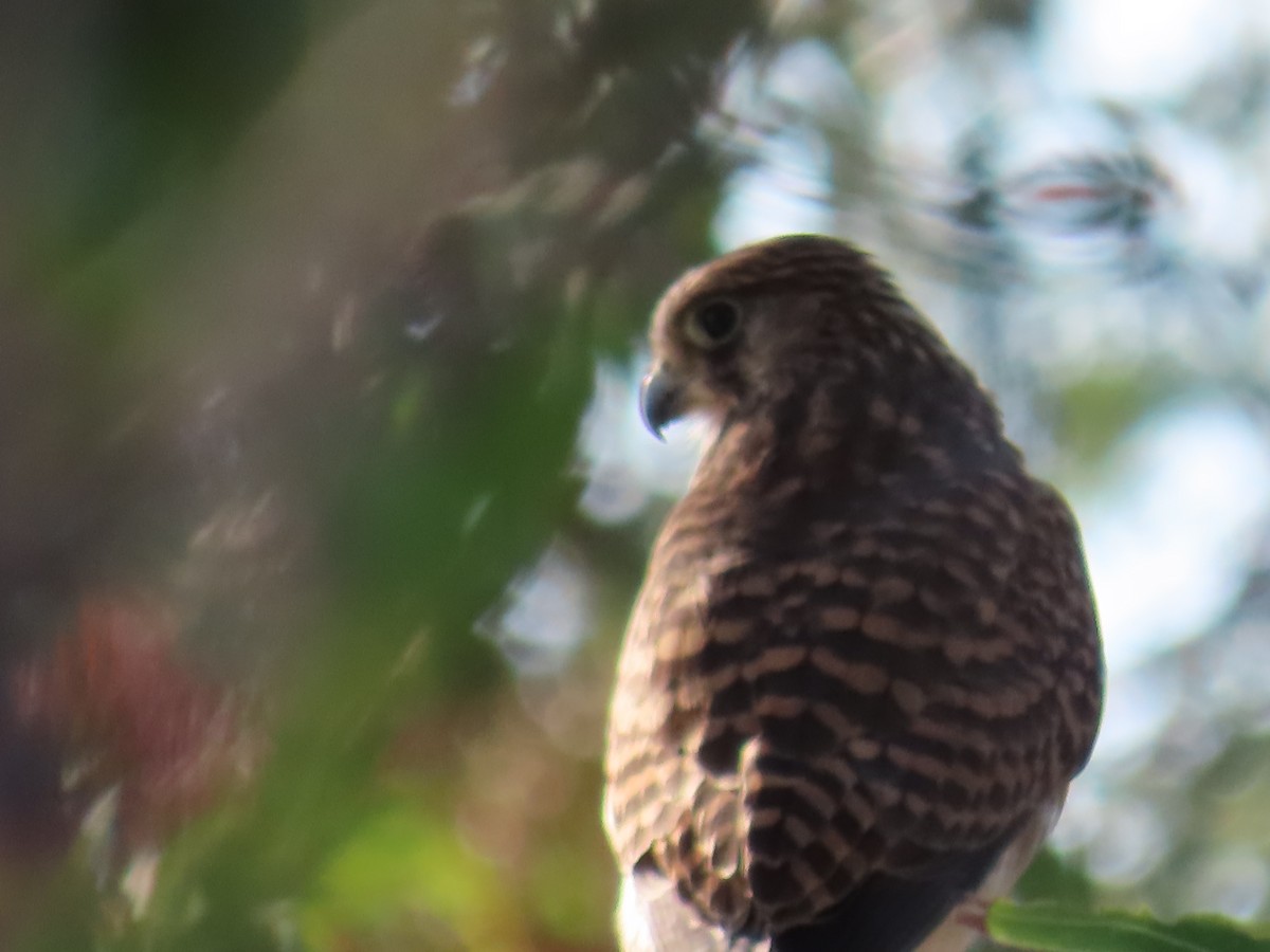 Eurasian Kestrel - ML625123941