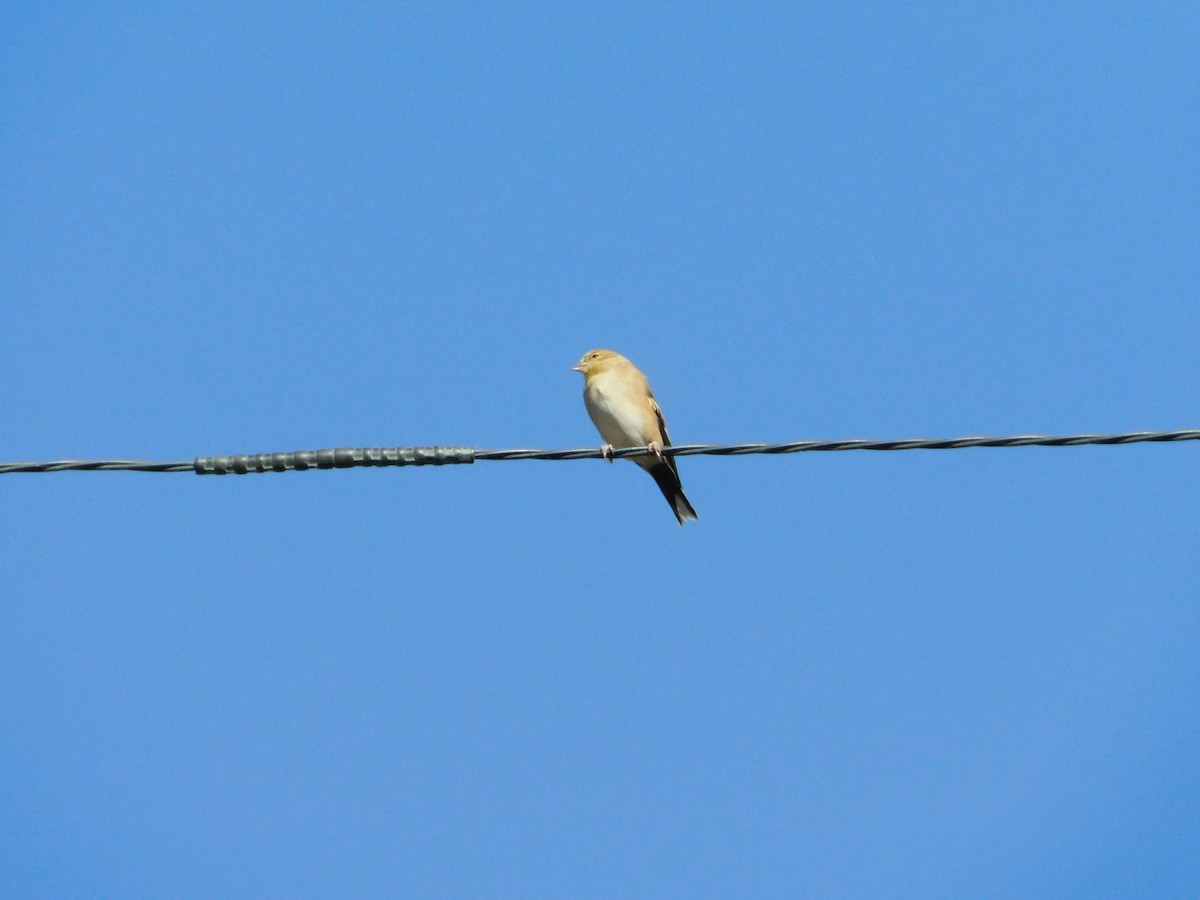 American Goldfinch - Nathaniel Cooley