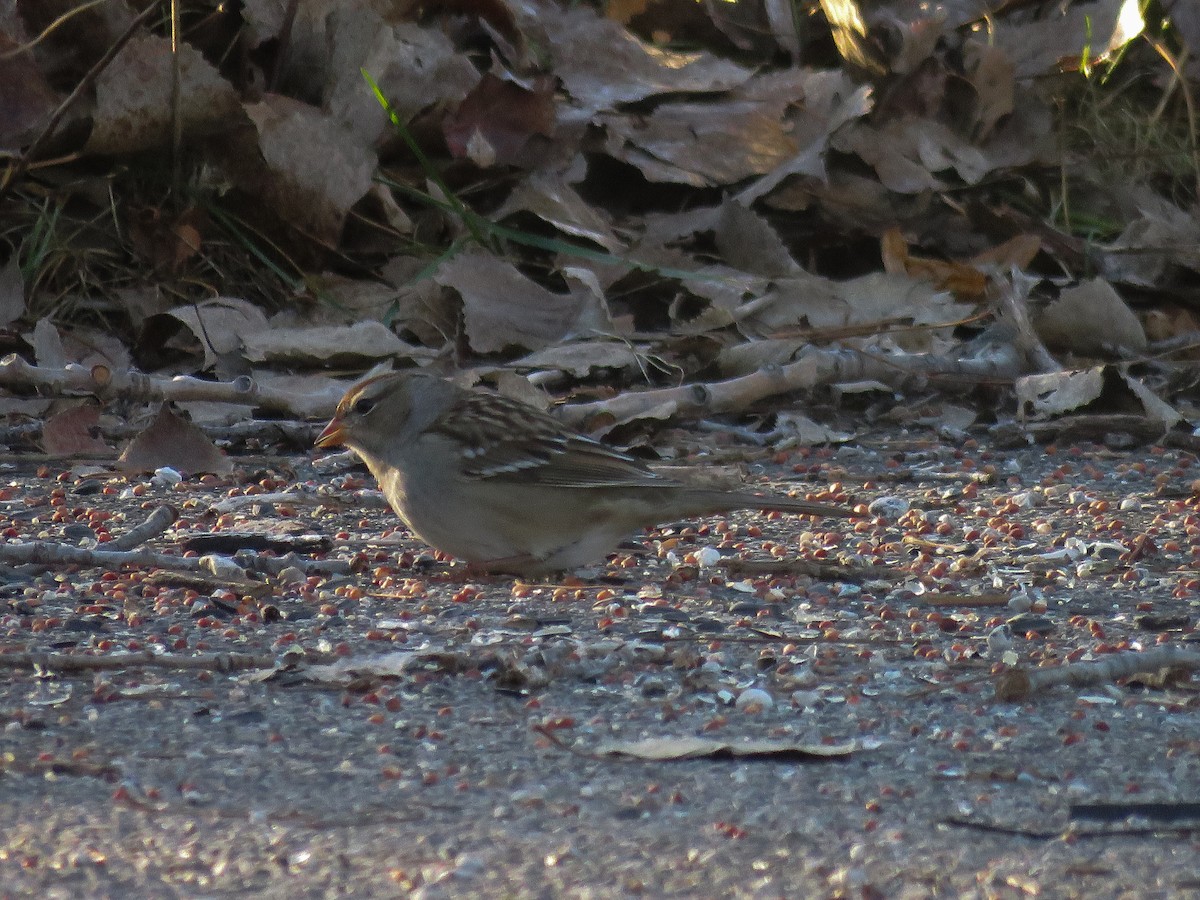 White-crowned Sparrow - ML625124149