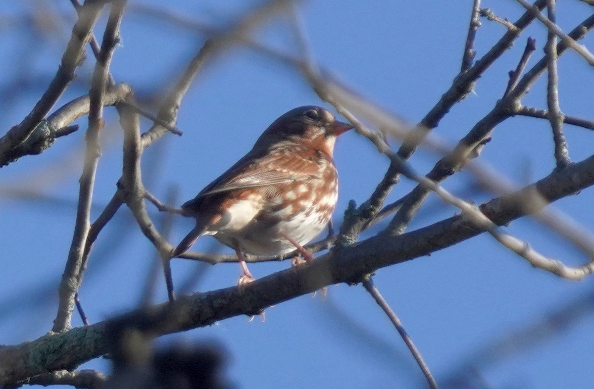 Fox Sparrow - Dennis Mersky