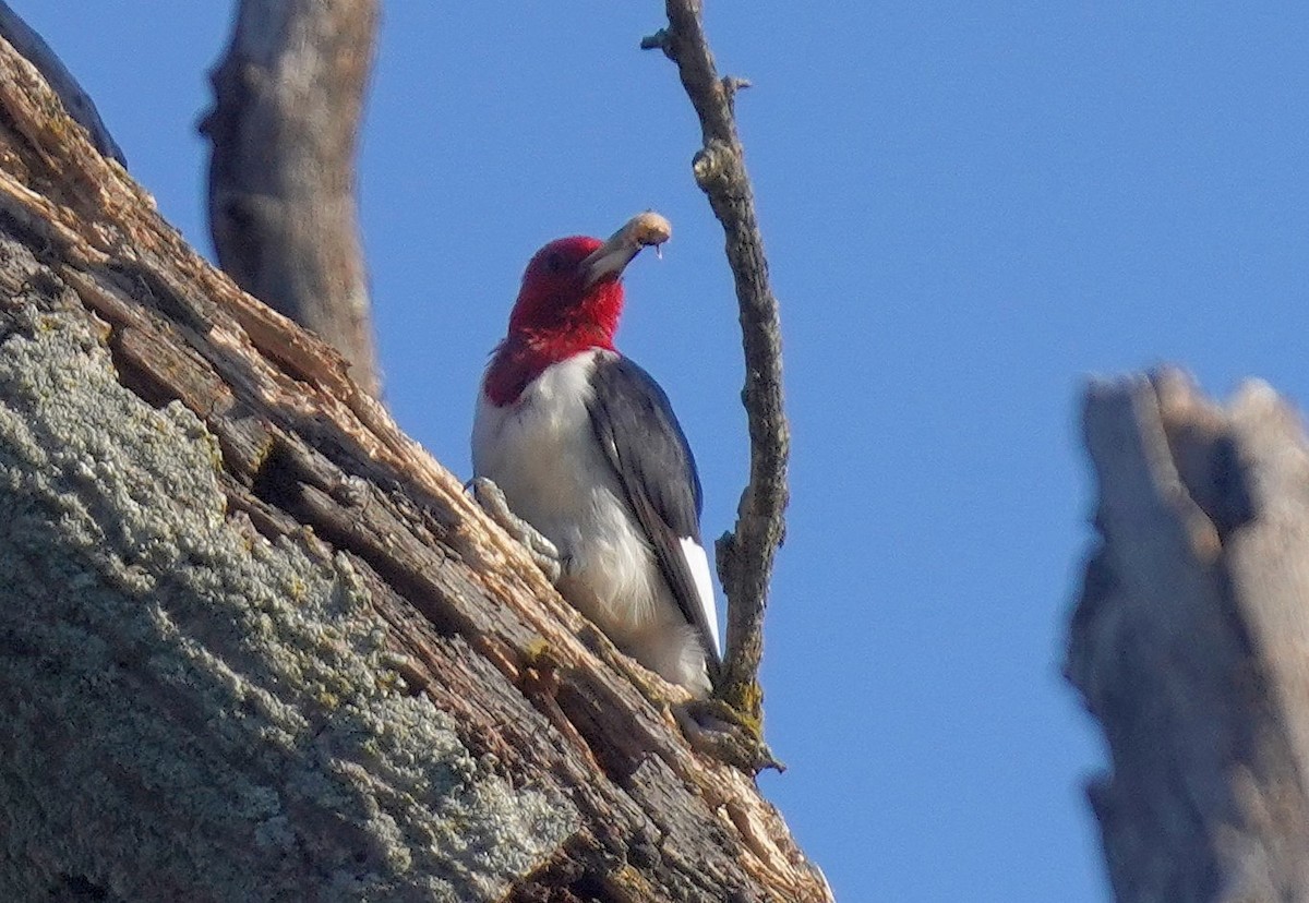 Red-headed Woodpecker - Dennis Mersky