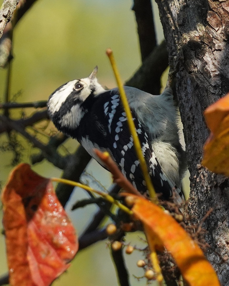 Downy Woodpecker - Dennis Mersky