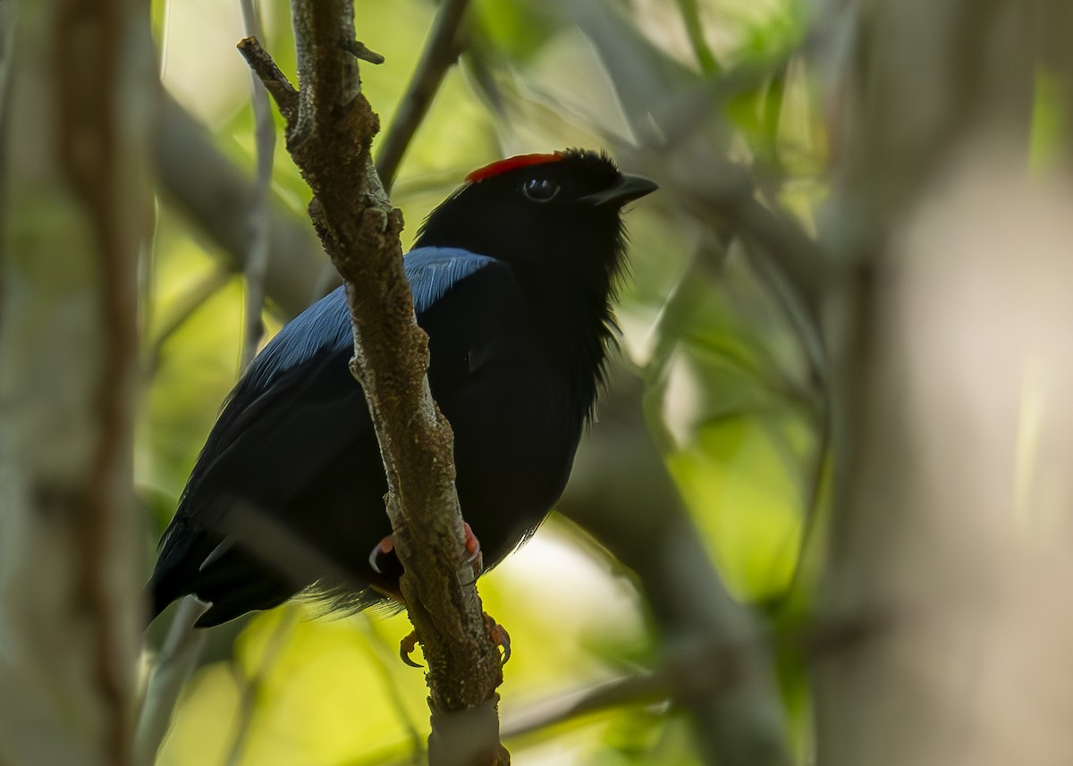 Blue-backed Manakin - ML625124660