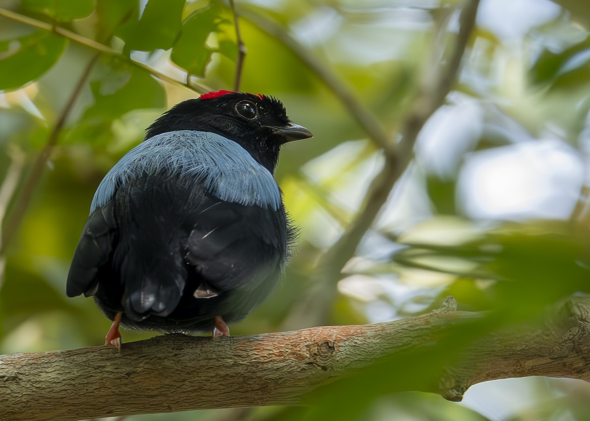 Blue-backed Manakin - ML625124661