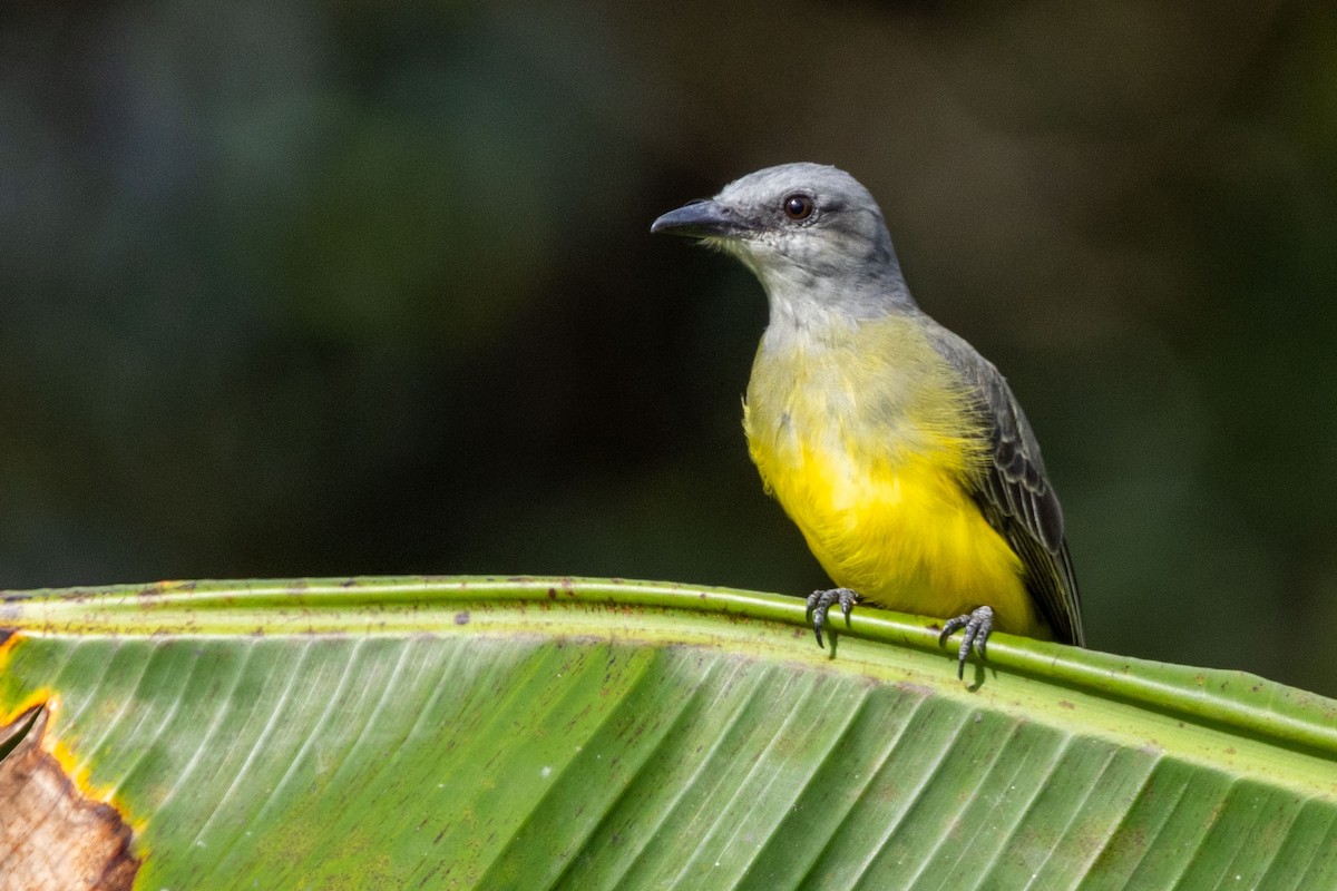 Tropical Kingbird - ML625124691