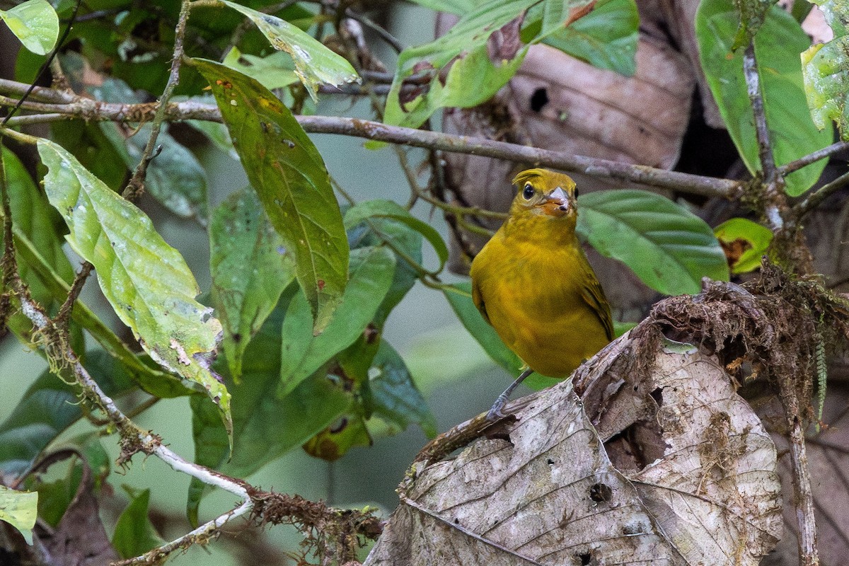 Summer Tanager - ML625124702