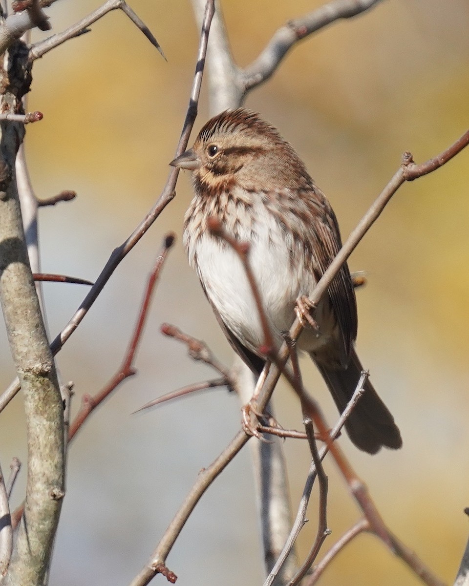 Song Sparrow - Dennis Mersky