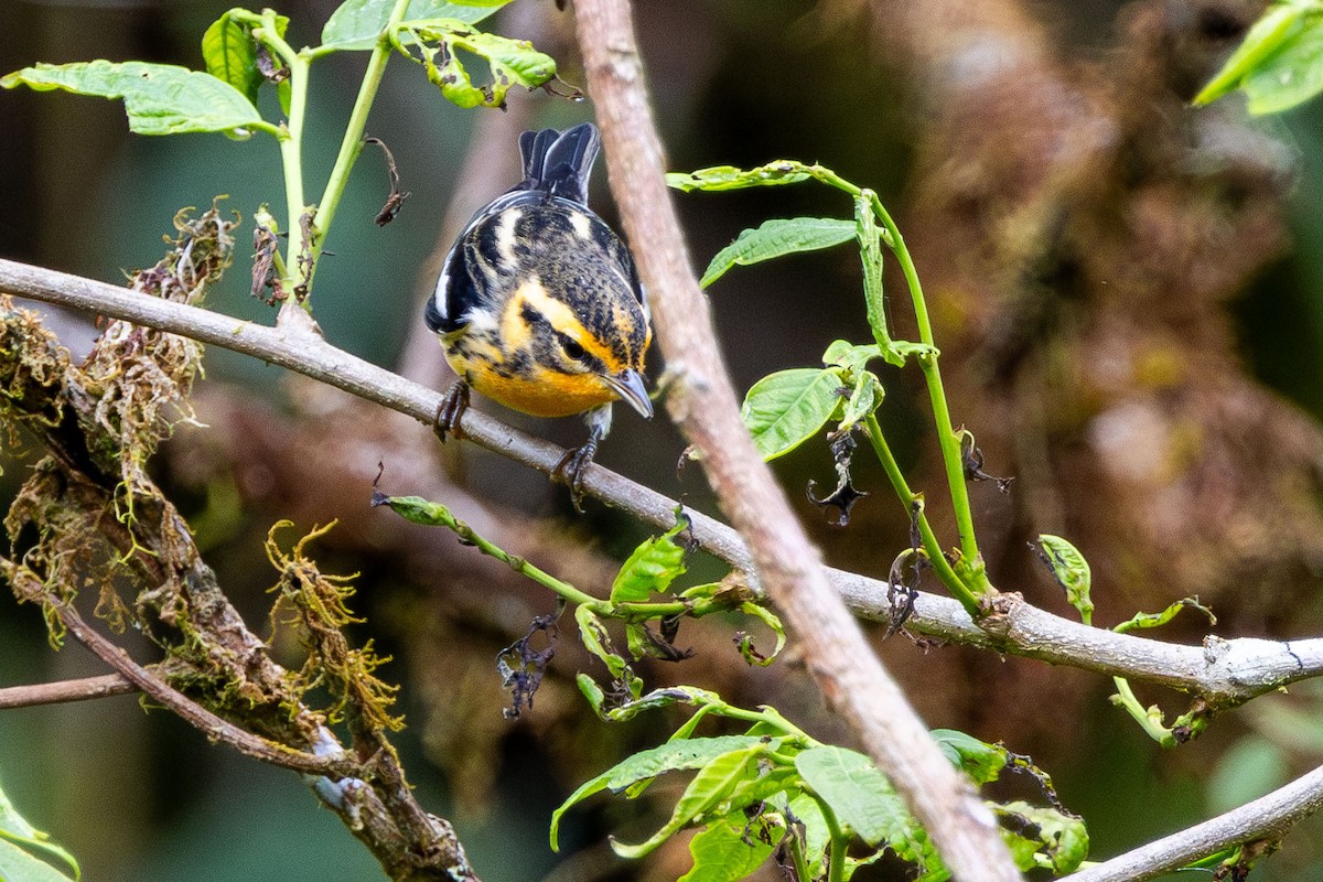 Blackburnian Warbler - ML625124780