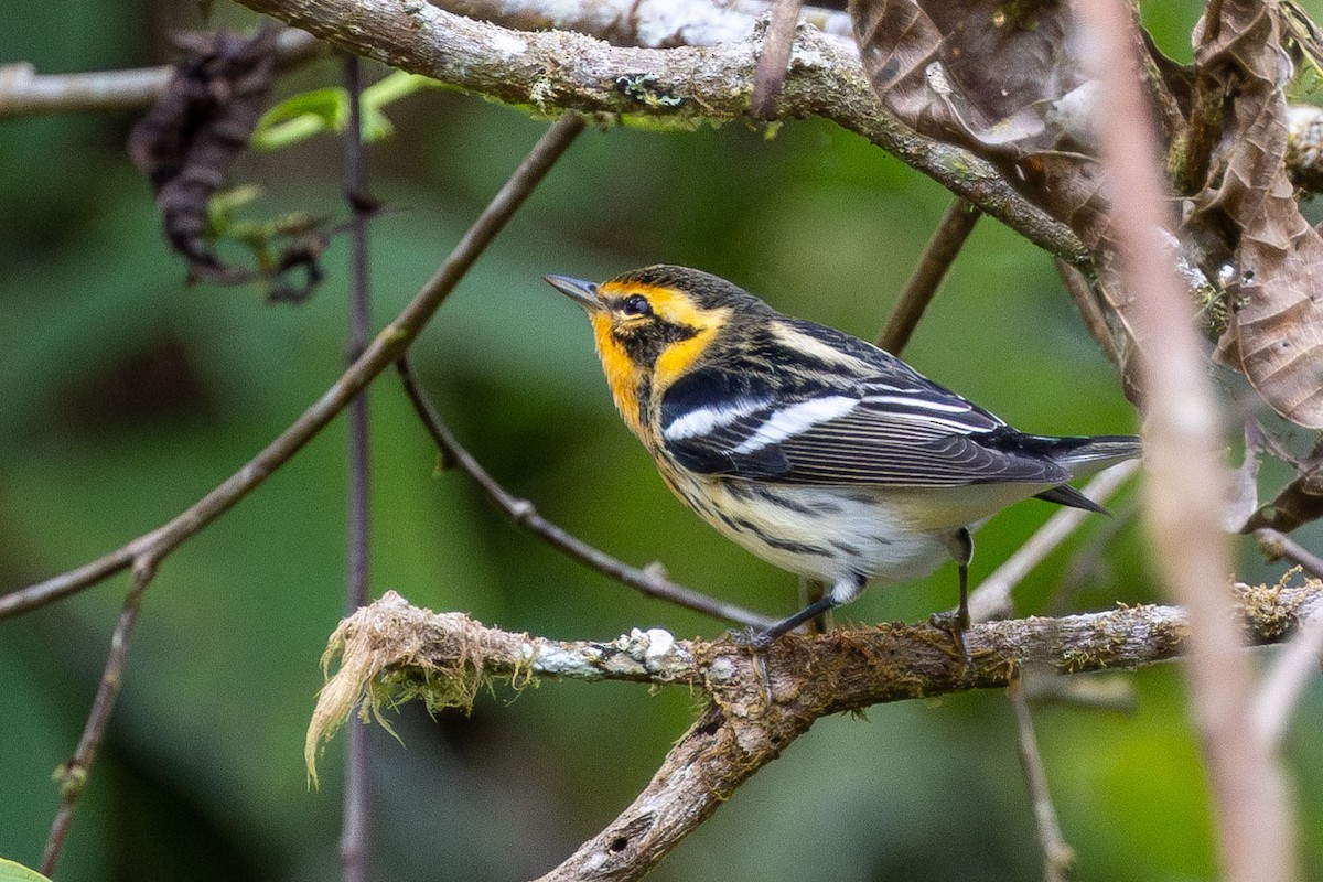 Blackburnian Warbler - ML625124781