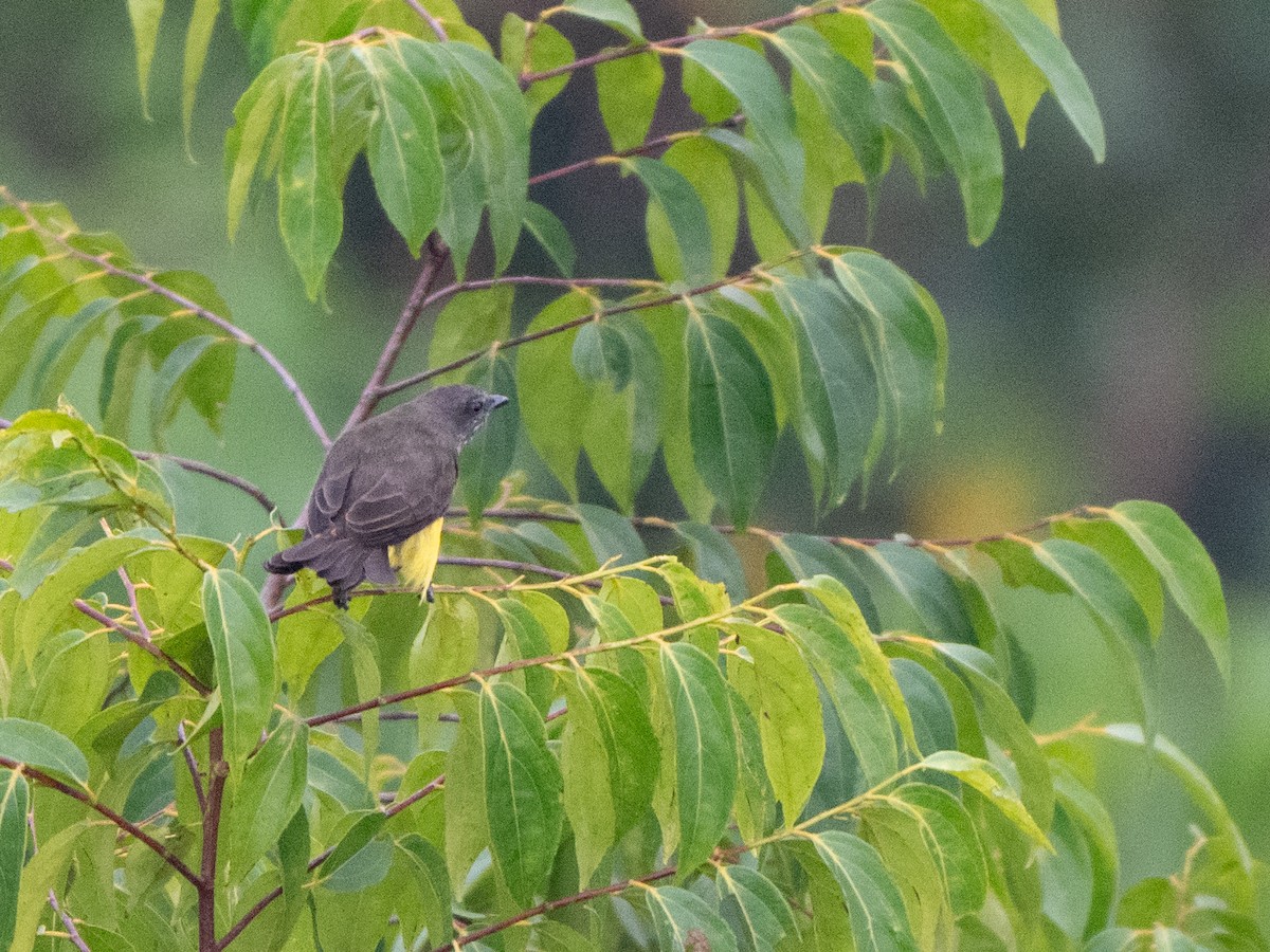 Dusky-chested Flycatcher - ML625124812